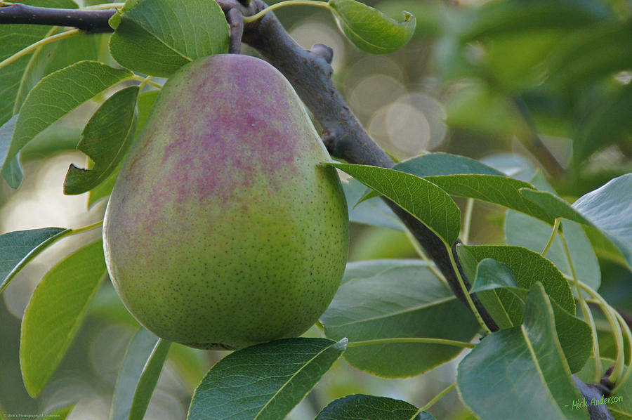 Ripening Pear in Tree Photograph by Mick Anderson