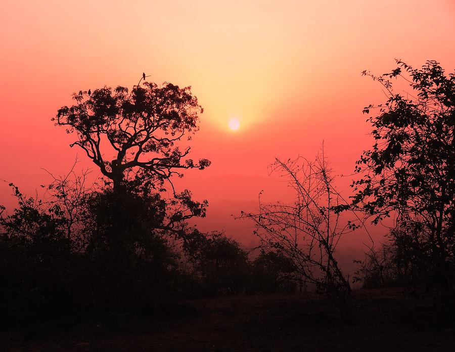 Sun Rise Photograph - Rise and Shine by Xafira Mendonsa