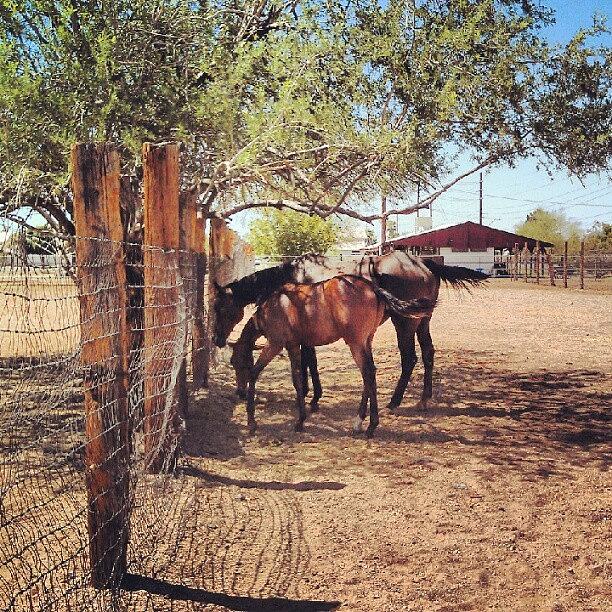 Horse Photograph - #rise #horses #farm #phoenix  #arizona by Dave Moore