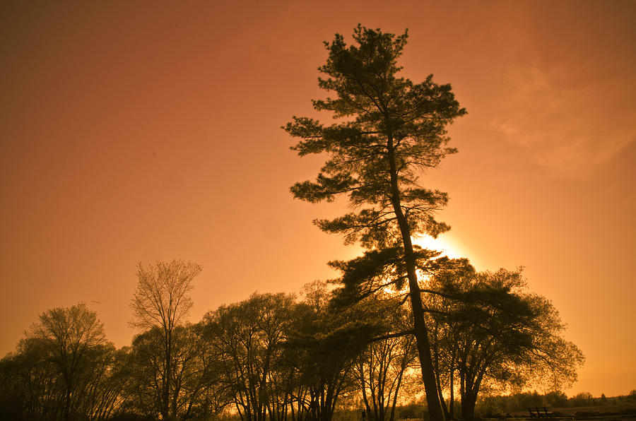 Tree Photograph - Rising Above by Jason Naudi Photography