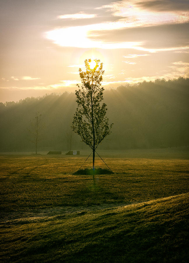 Rising Sun and Tree Photograph by Ken Stachnik