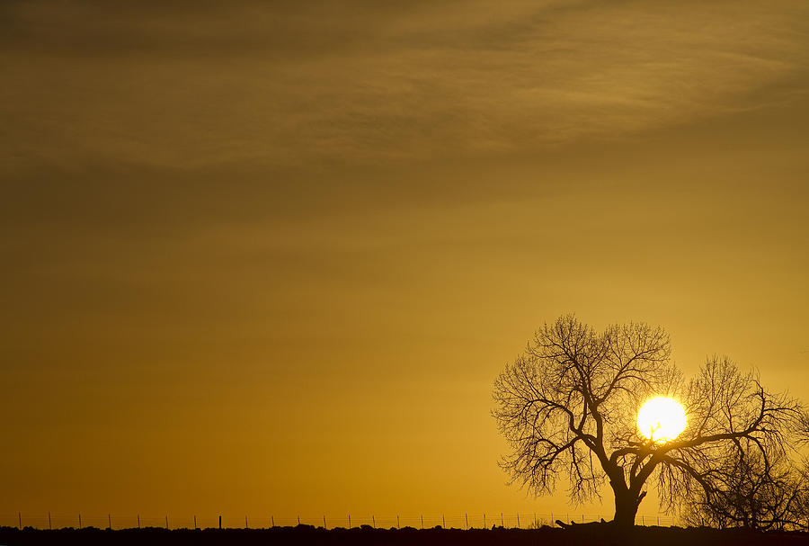 Tree Photograph - Rising Sun by James BO Insogna