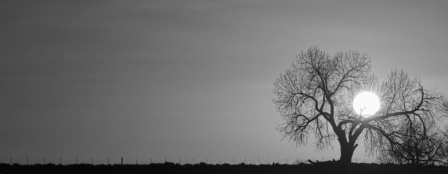 Tree Photograph - Rising Sun Panorama In Black and White by James BO Insogna