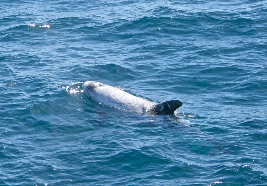 San Diego Photograph - Rissos Dolphin by Ruth Edward Anderson