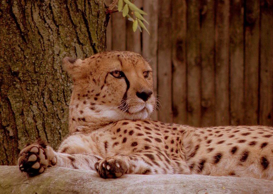 Rita The Cheetah Photograph by Trish Tritz