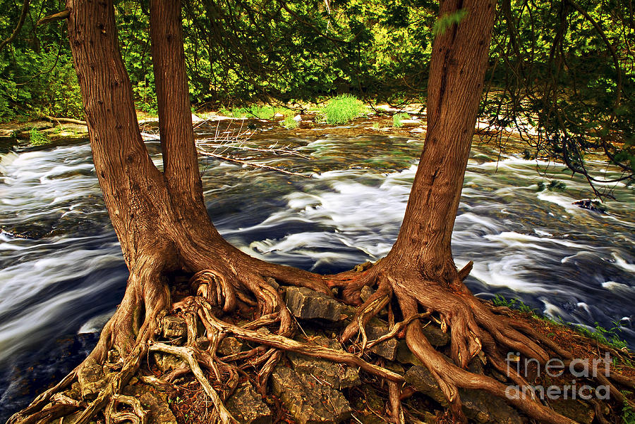 River and Roots Photograph by Elena Elisseeva