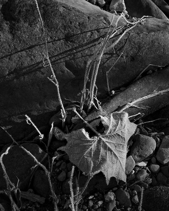 River Bed Sycamore Leaf Photograph by Michael Dougherty