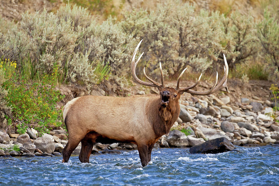 River Bull Photograph by D Robert Franz
