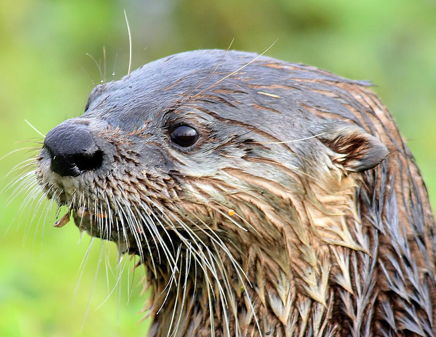 River Otter by Ira Runyan