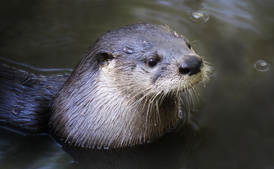 Otter Photograph - River Otter by Paulette Thomas