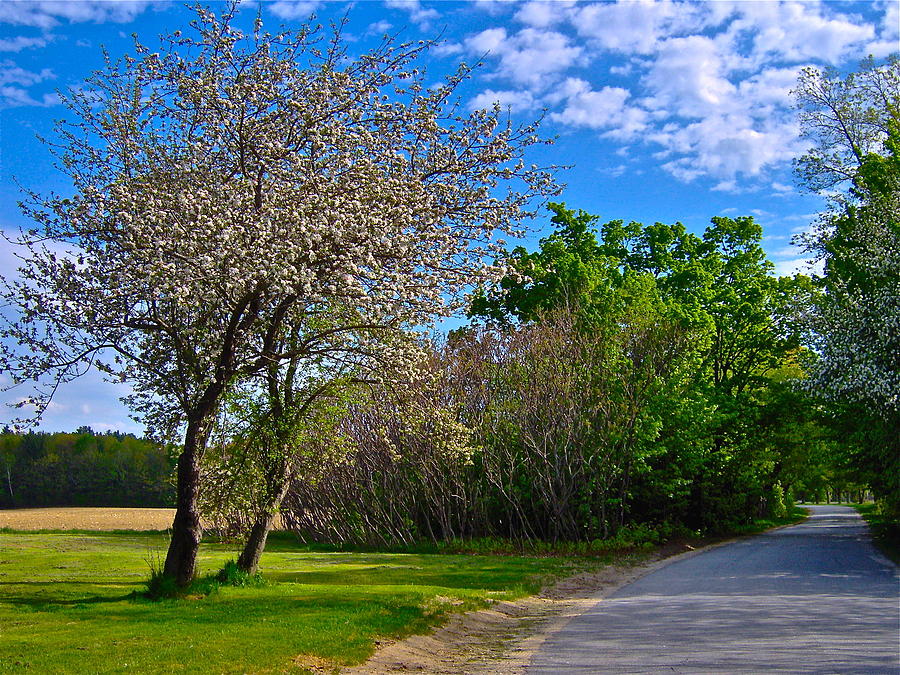 River Road Spring 5 Photograph by George Ramos