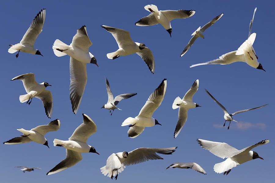 Seagull Photograph - River spring gulls by Aleksandr Volkov