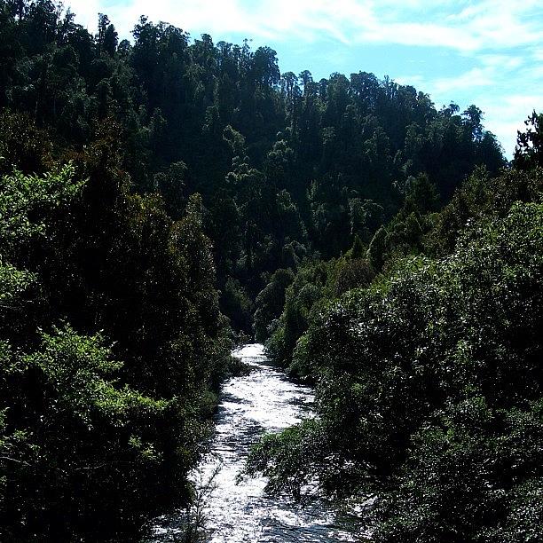 Tree Photograph - #river #trees #nz by Ashley Grant
