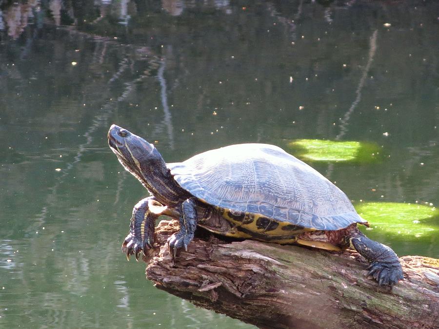 River Turtle Sunning Photograph by Rebecca Overton