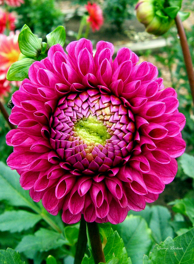 Riverside Garden Dahlia Trail 01 Photograph by George Bostian - Pixels