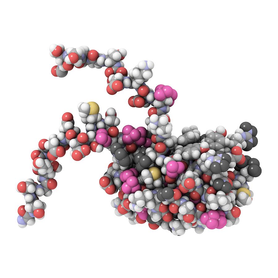 Rna Binding Protein Molecular Model Photograph By Laguna Design