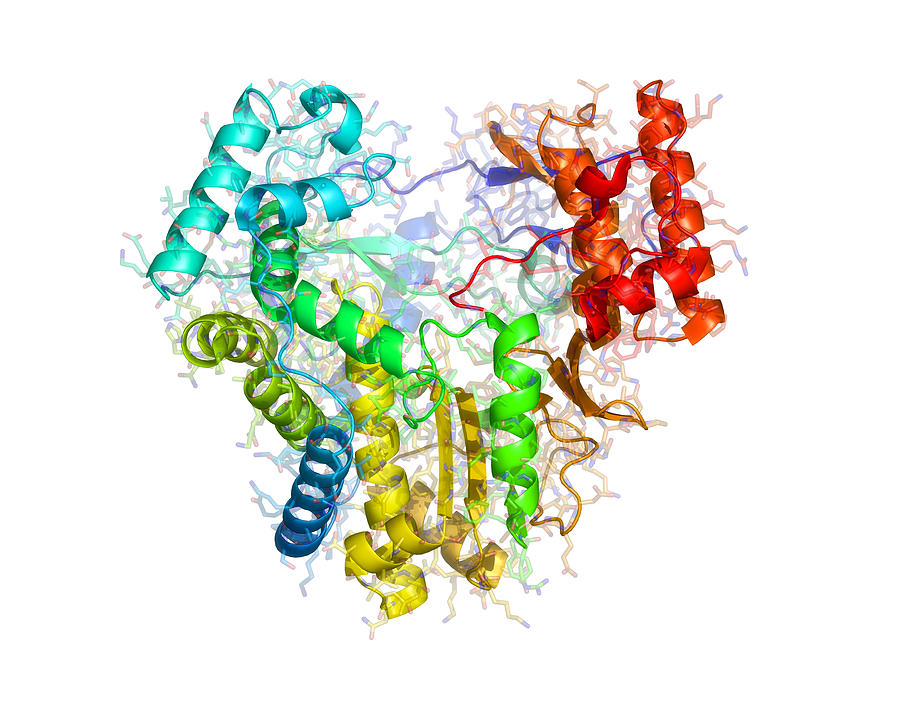 Rna Polymerase Photograph - Rna Polymerase From Norwalk Virus by Laguna Design