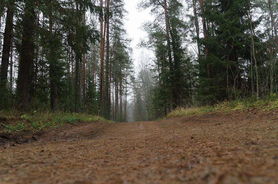 Road in a pine grove Photograph by Michael Goyberg