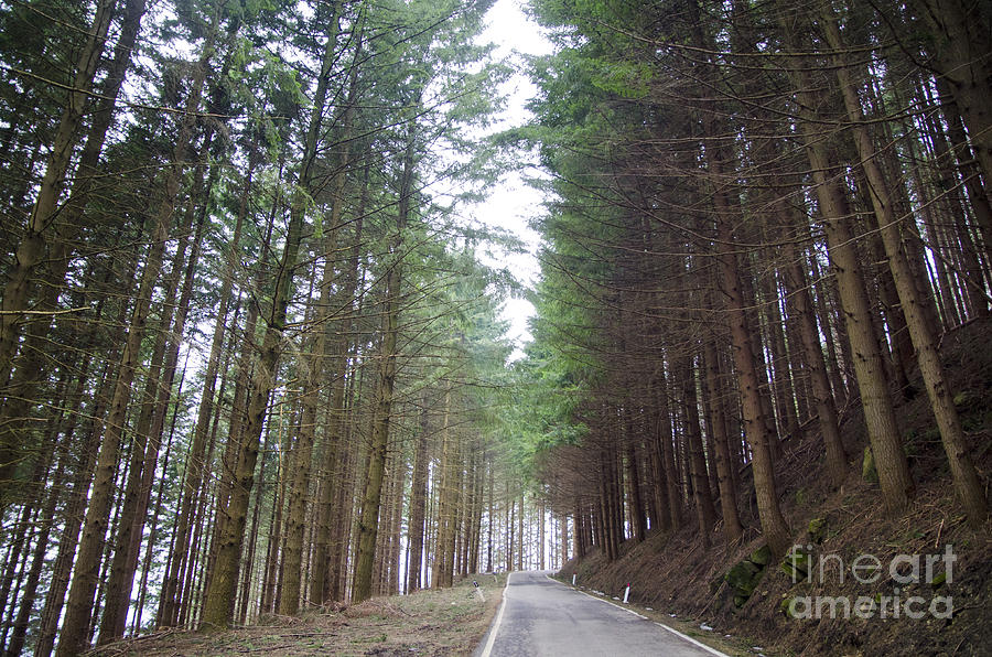 Tree Photograph - Road in the forest by Mats Silvan