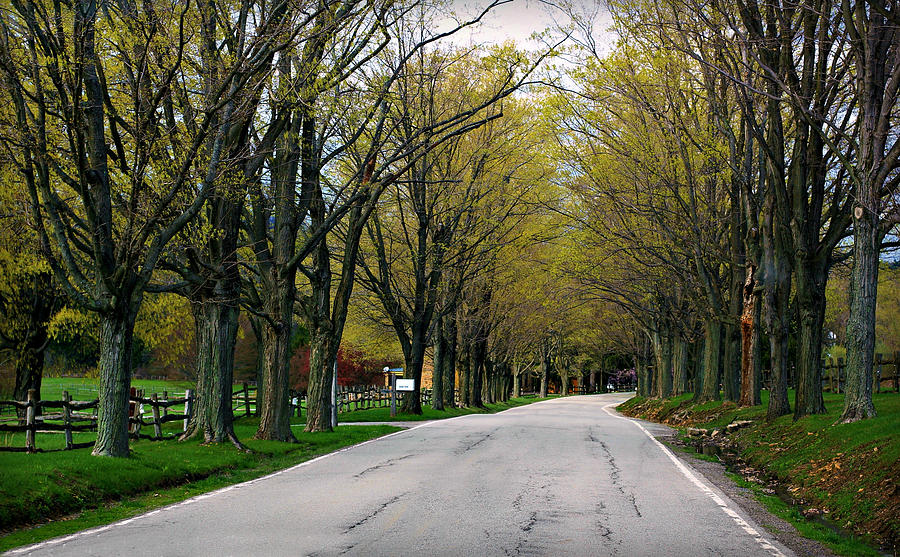Tree Photograph - Road Less Traveled by April Reppucci