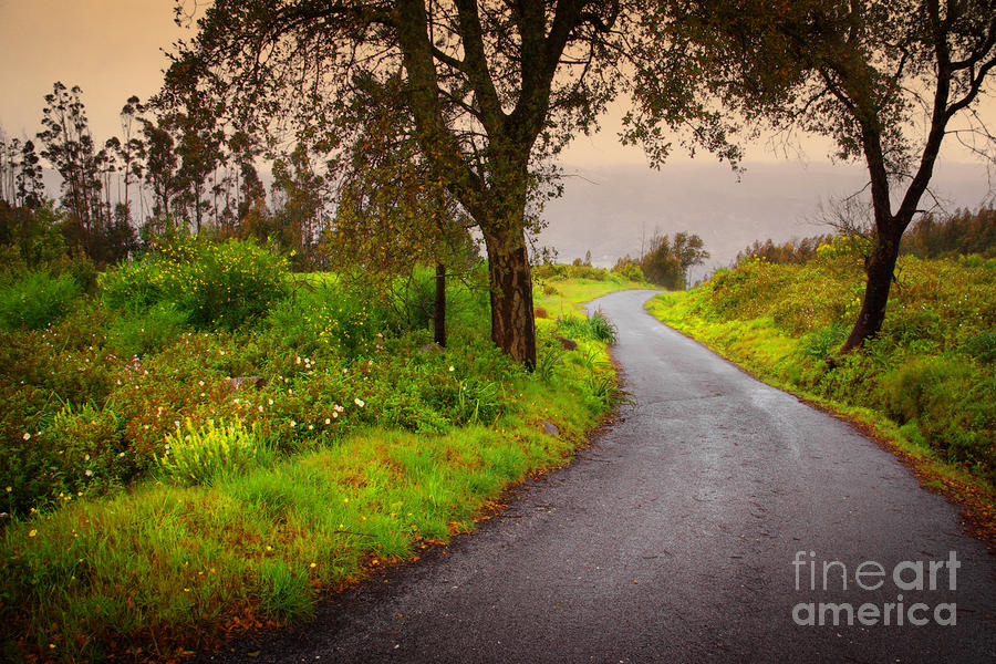 Fall Photograph - Road on Woods by Carlos Caetano
