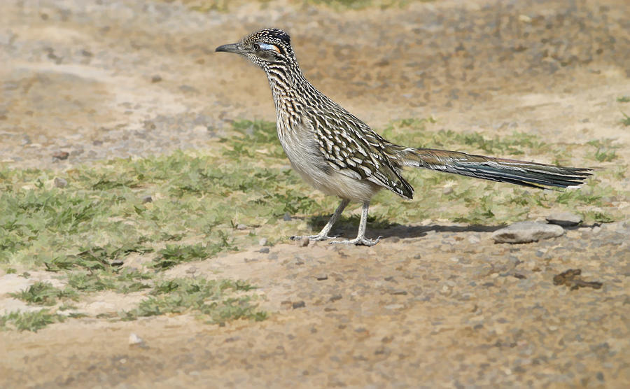 Road Runner Photograph by Gregory Scott