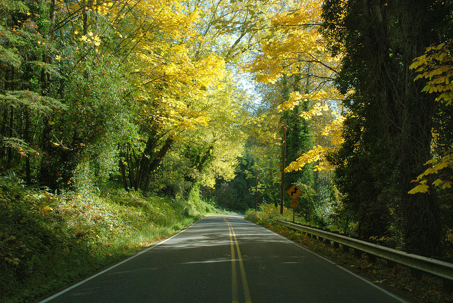 Road through Autumn Photograph by Kathleen Grace