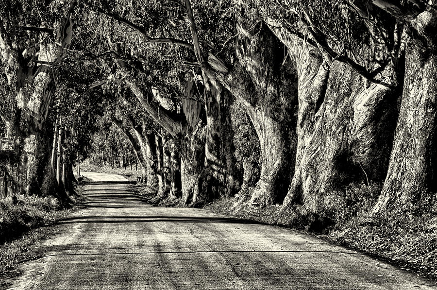 Road to Pescadaro Photograph by John Klingel - Fine Art America