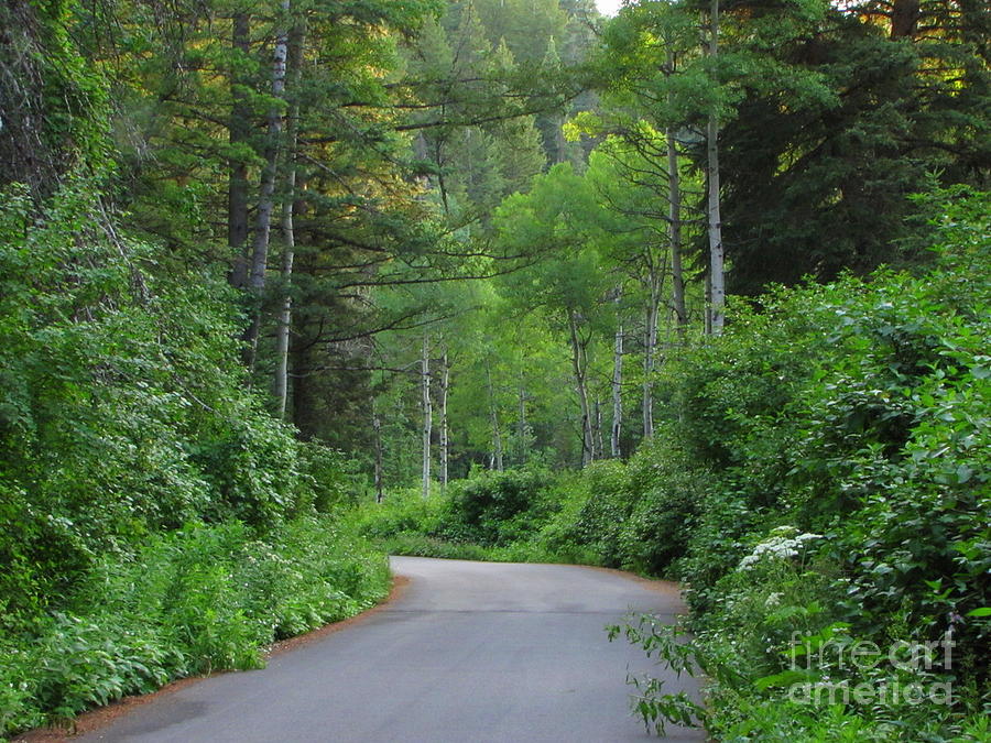 Road to Serenity Photograph by Paul Hansen Fine Art America