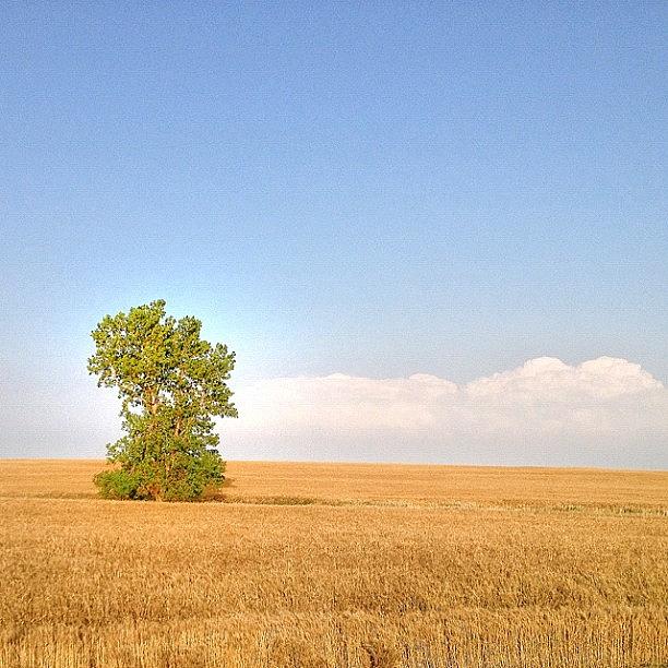 Road Trip To Colorado.  A Kansas Wheat Photograph by Karyn Teno