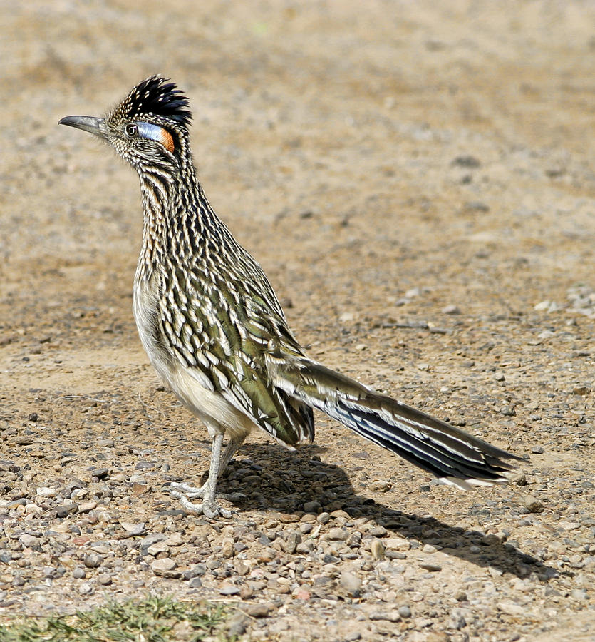 Roadrunner displaying Crest Photograph by Gregory Scott
