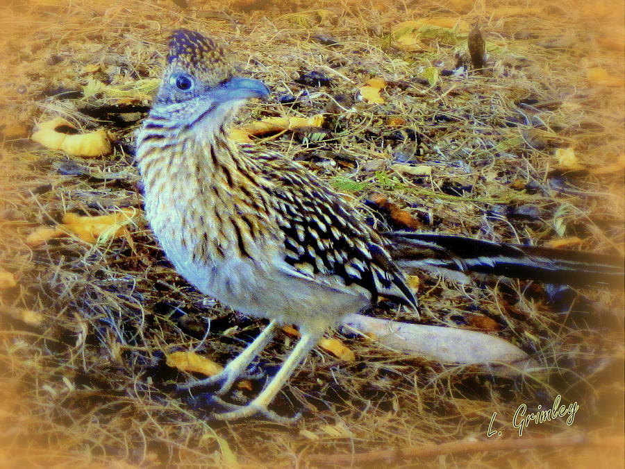 Roadrunner Ready Photograph by Lessandra Grimley