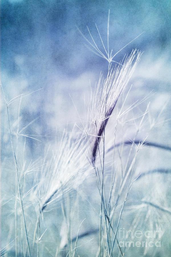 Plant Photograph - Roadside Blues by Priska Wettstein