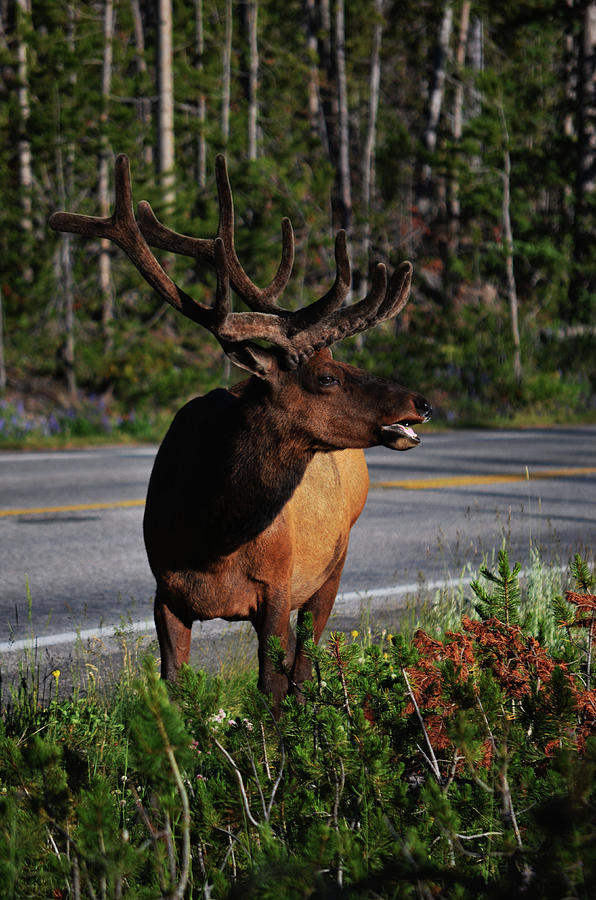 Roadside Elk Photograph by La Dolce Vita