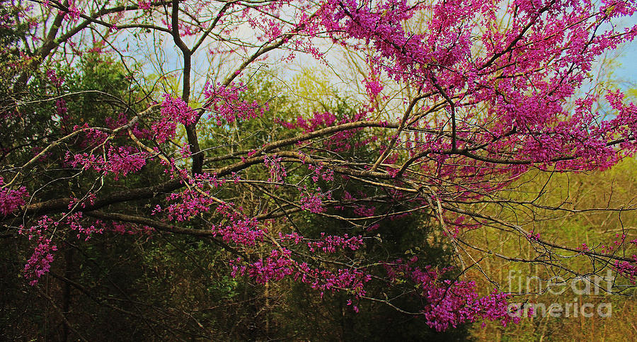 Roadside Redbud Photograph by Joey Wilder | Fine Art America