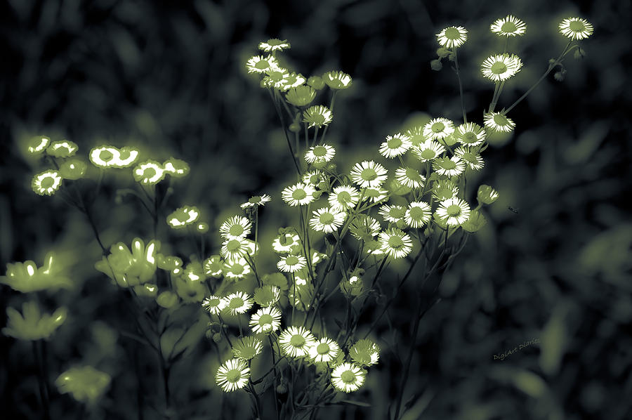 Roadside Wildflower Glow Photograph by DigiArt Diaries by Vicky B Fuller