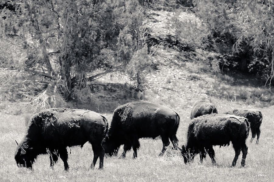 Roaming Buffalo Near Zion Photograph by Julie Niemela