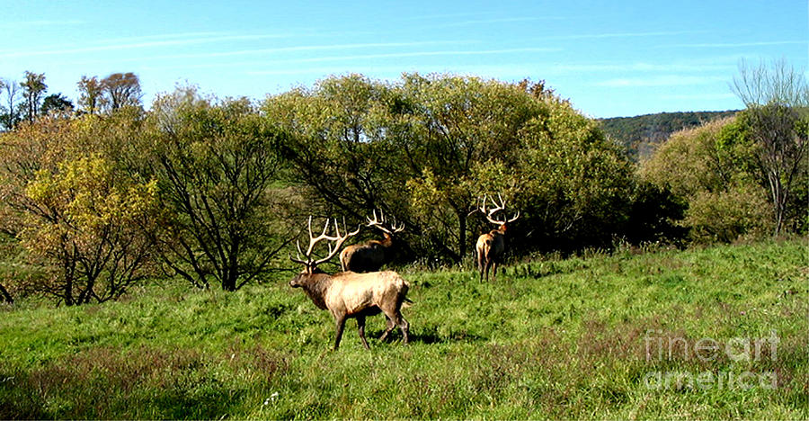 Wildlife Photograph - Roaming Elk  by The Kepharts 
