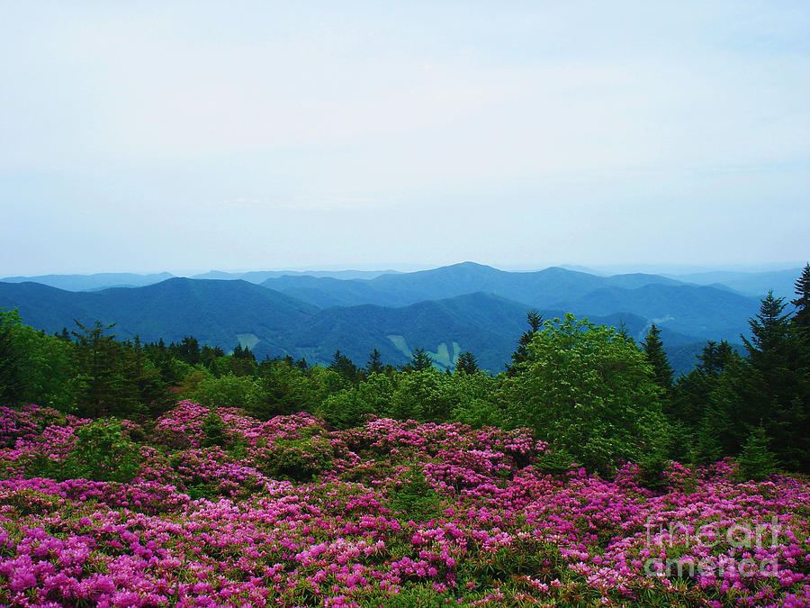 Roan Mountain Photograph by Crystal Joy Photography - Pixels