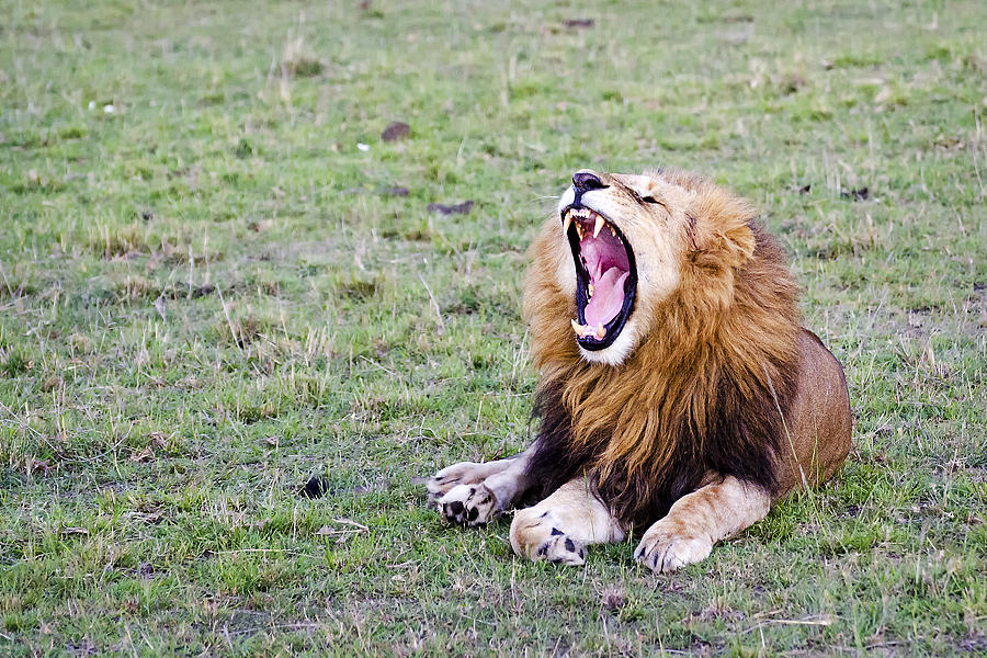Roaring Lion Photograph by Marion McCristall