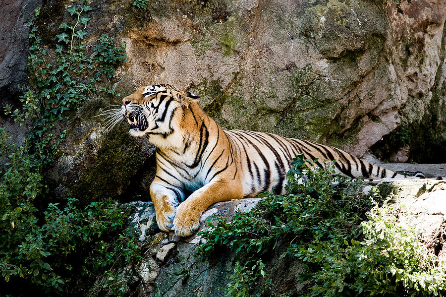 Roaring Tiger Photograph by Hakon Soreide