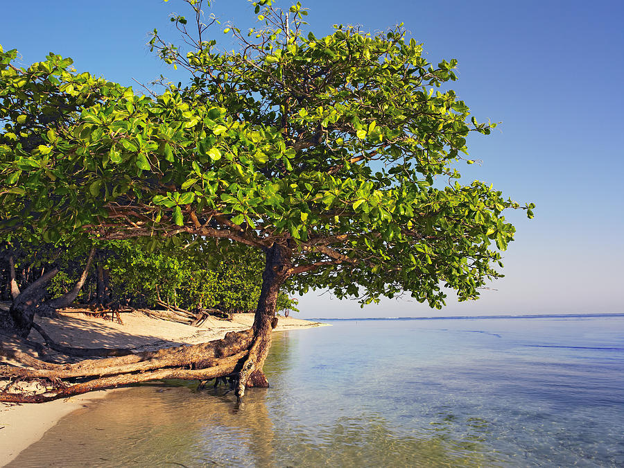 Roatan Island Honduras Photograph by Tim Fitzharris