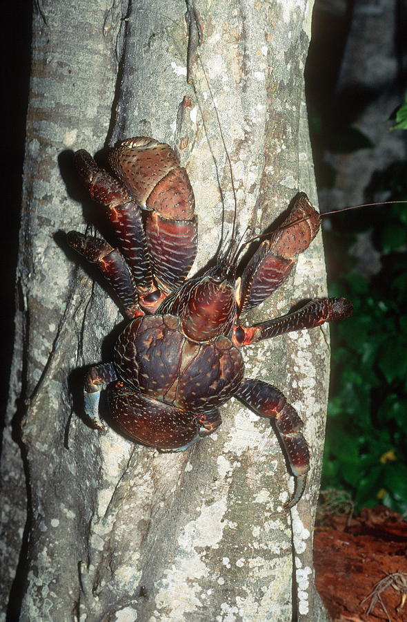 Robber Crab Photograph by Georgette Douwma | Fine Art America