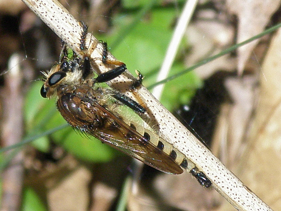 Robber Fly - Promachus rufipes Photograph by Carol Senske