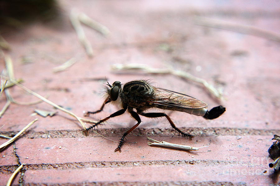 Robber Fly Photograph by Ester McGuire