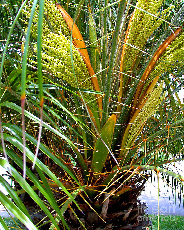  Robellini  Palm In Bloom Photograph by Merton Allen