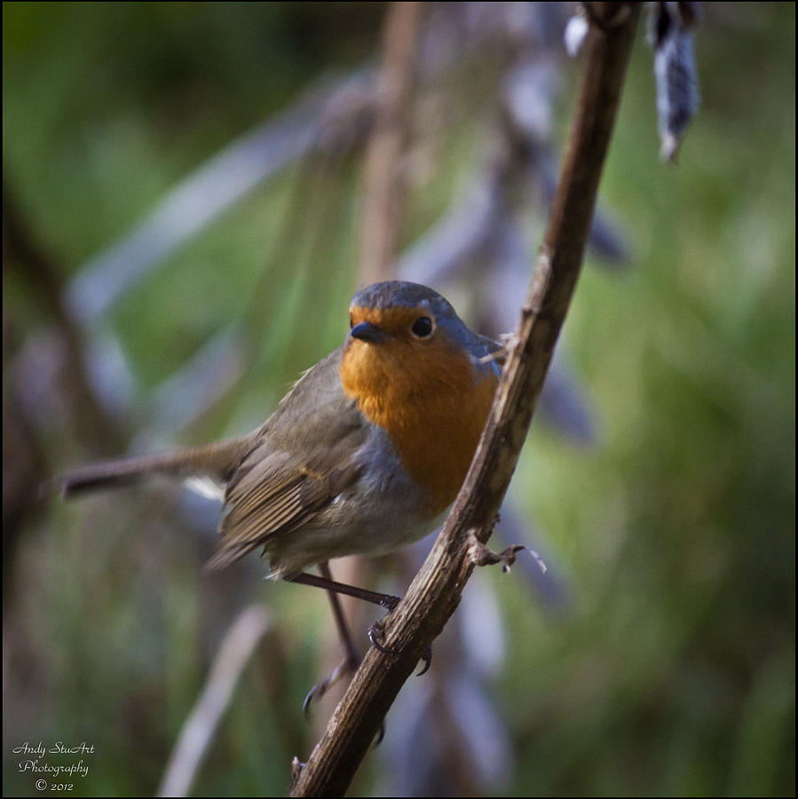 Winter Photograph - Robin by Andy Stuart