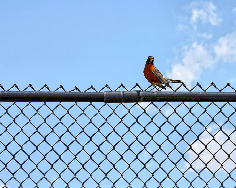 Robin Bird Sitting On A Fence Photograph by Tracie Schiebel