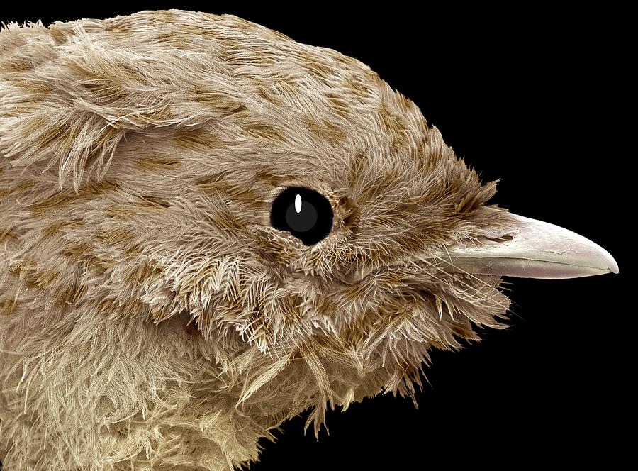 Feather Photograph - Robin Chick, Sem by Steve Gschmeissner