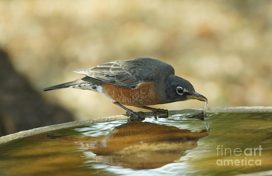 Bird Photograph - Robin drinking by Lori Tordsen